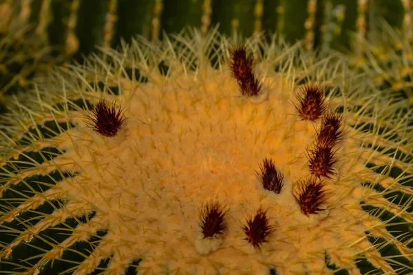 Cactus Splendor Greenhouse — Stock Photo, Image