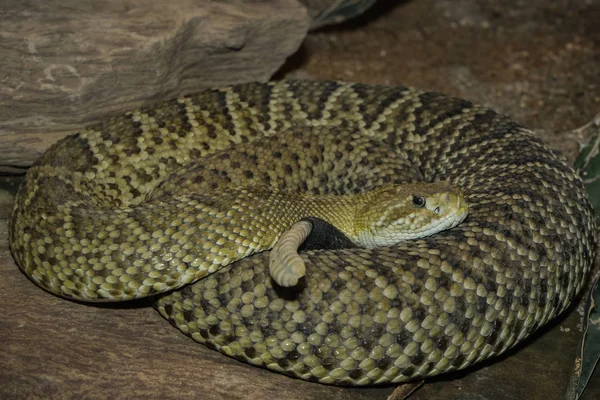 Rattlesnake Venomous Snake Animal — Stock Photo, Image