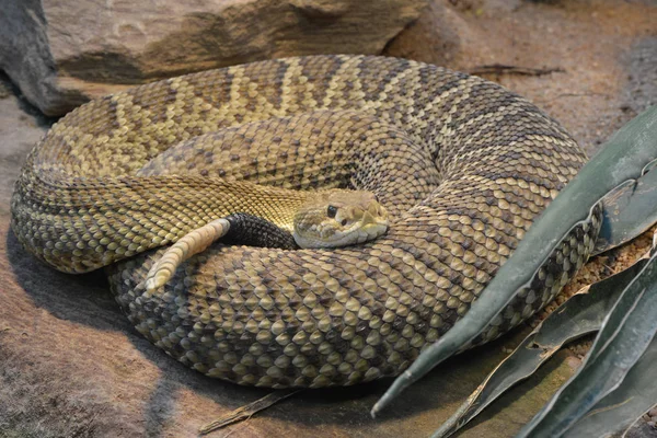 Cascavel Cobra Venenosa Animal — Fotografia de Stock