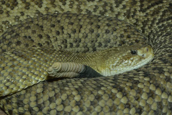 Serpente Sonagli Animale Serpente Velenoso — Foto Stock