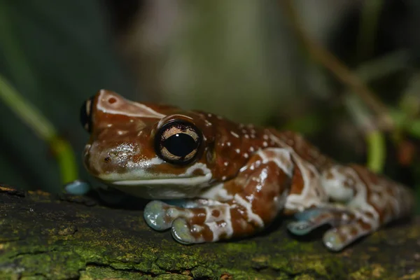 Gros Plan Une Fléchette Empoisonnée Grenouille — Photo