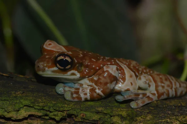 Gros Plan Une Fléchette Empoisonnée Grenouille — Photo