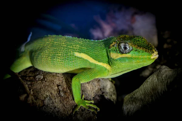 Închiderea Animalelor Grădina Zoologică — Fotografie, imagine de stoc