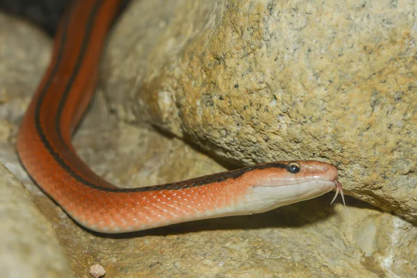 Serpent Bambou Rouge Monde Animal — Photo