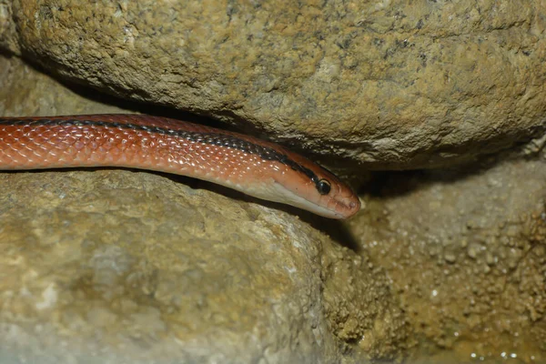 Schlange Tierwelt Schlangenhaut — Stockfoto