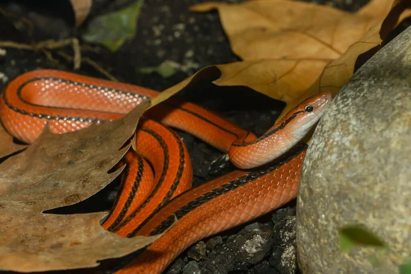 Червона Бамбукова Змія Світ Тварин — стокове фото
