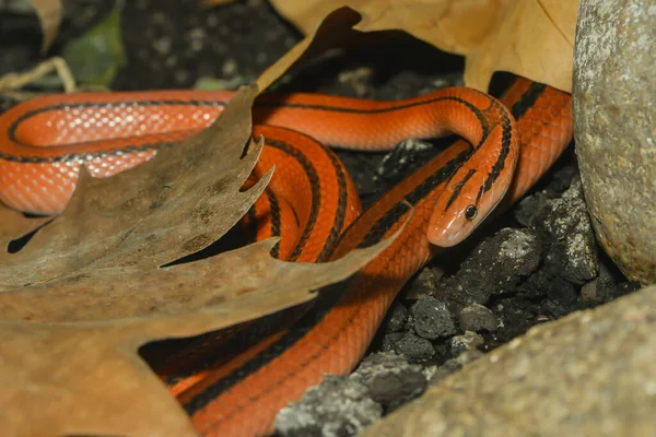 Red Bamboo Snake Animal World — Stock Photo, Image