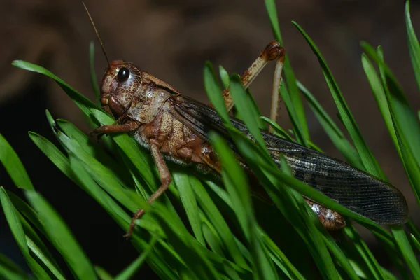 Insecte Sauterelle Insecte Prieur Invertébré — Photo