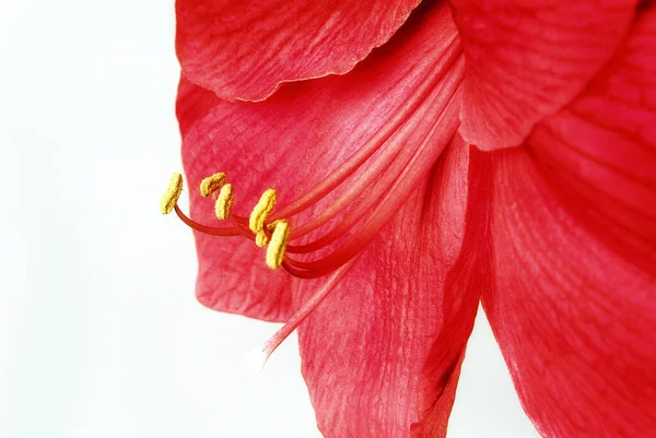 Amaryllis Virág Szirmok Flóra — Stock Fotó