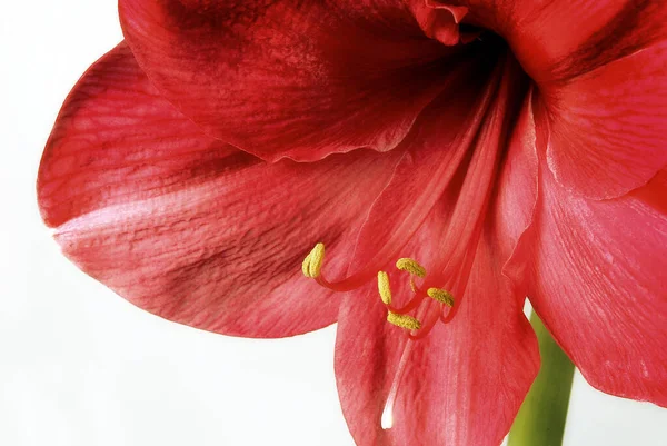 Amaryllis Fleurs Pétales Flore — Photo