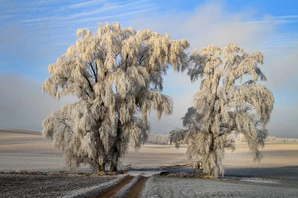 Vue Pittoresque Sur Paysage Hivernal Enneigé — Photo