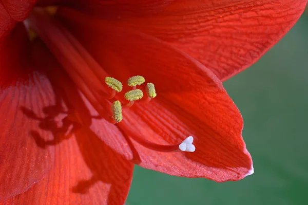 Amaryllis Fleurs Pétales Flore — Photo