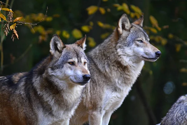 Vista Panorámica Del Lobo Salvaje Naturaleza —  Fotos de Stock