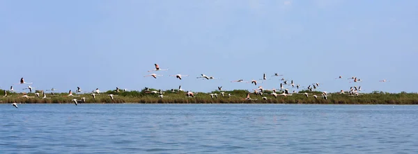 Herde Rosafarbener Flamingos Fliegen Vom Delta Del Italien Naturpanorama — Stockfoto