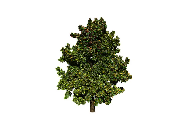 Zielone Drzewo Izolowane Białym Tle — Zdjęcie stockowe