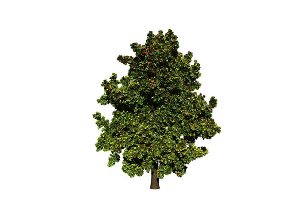 Albero Verde Isolato Sfondo Bianco — Foto Stock