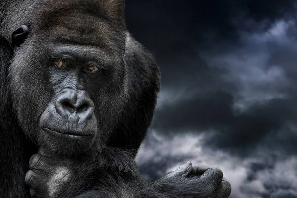 Gorilladjur Apor Tropisk Flora Och Fauna — Stockfoto