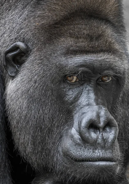 Gorilla Dier Aap Tropische Flora Fauna — Stockfoto