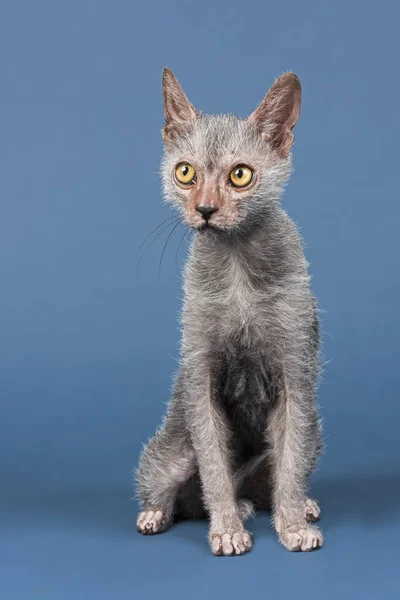 Gato Lobisomem Lykoi Gatinho Idade Meses — Fotografia de Stock