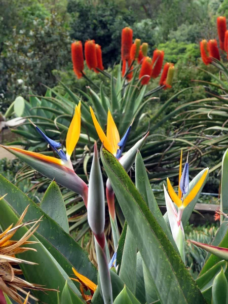 bird of paradise flower,bird of paradise (strelitzia reginae),funchal,madeira,portugal