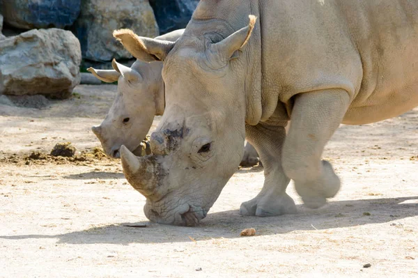 Mutter Und Niedliches Nashorn Baby Auf Dem Rücken Das Der — Stockfoto