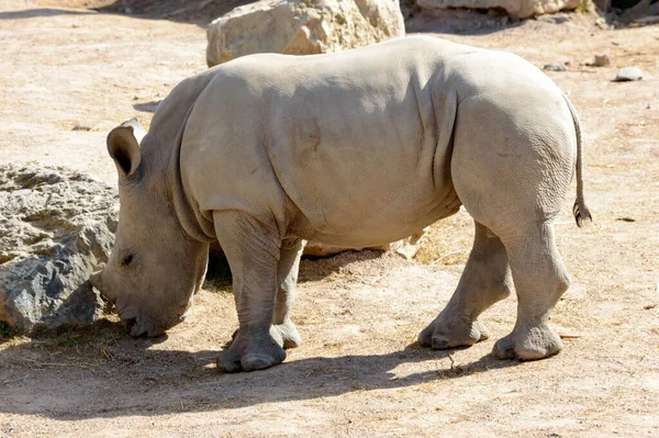 Neushoorndieren Het Wild Flora Fauna — Stockfoto