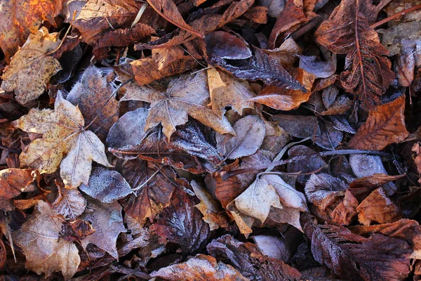 Natuurlijke Flora Loof Plantkunde — Stockfoto