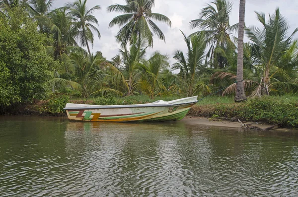 Manglares Sri Lanka — Foto de Stock