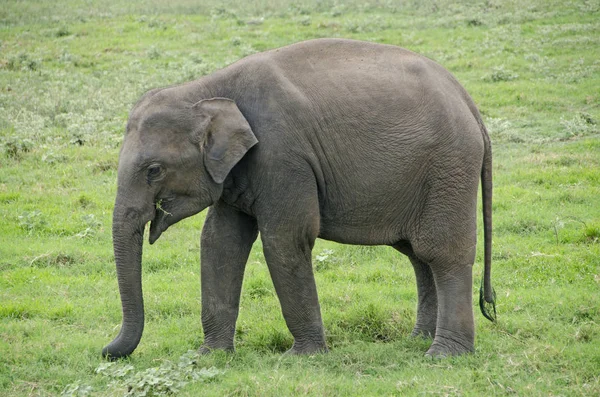 Sri Lanka Ελέφαντα Επίσης Ceylon Ελέφαντα Elephas Maximus — Φωτογραφία Αρχείου