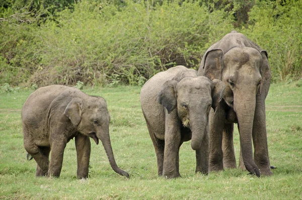 Sri Lanka Слон Також Ceylon Слон Elephas Maximus — стокове фото