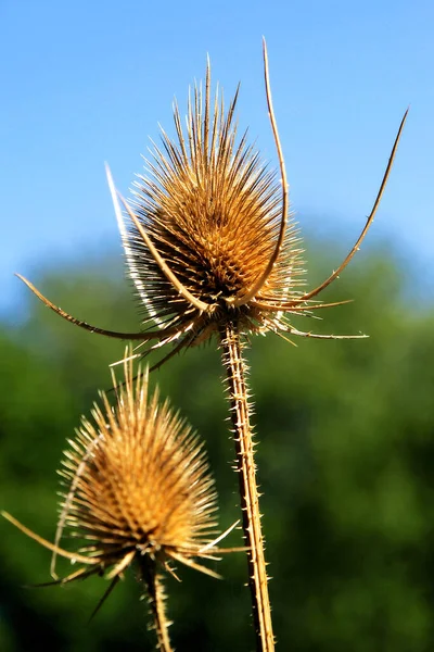 thistle flower in the field