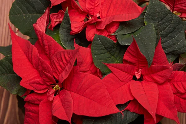 Тло Червоних Квітів Пуансеттія Євфрахія Пульчерріма Різдвяна Квітка — стокове фото