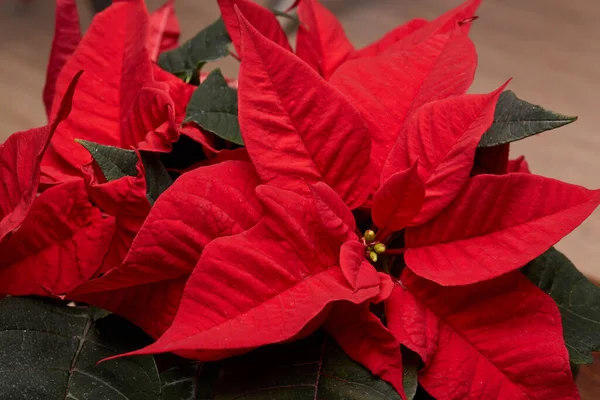 Achtergrond Van Rode Poinsettia Bloemen Euphorbia Pulcherrima Kerstbloem — Stockfoto