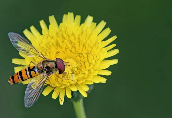 Hainbuchenfliege Episyrphus Balteatus — Stockfoto