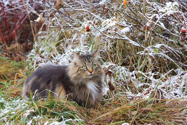 Dobrze Zakamuflowane Norweskie Leśne Polowanie Koty Zimą — Zdjęcie stockowe