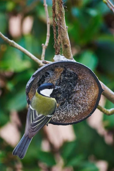 Vista Cênica Belo Pássaro Titmouse — Fotografia de Stock