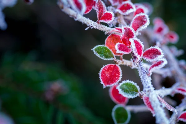 Humor Invierno Alemania —  Fotos de Stock