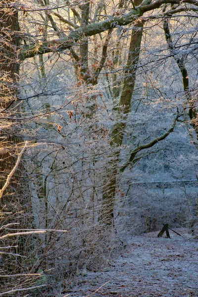 Humeur Hivernale Allemagne — Photo