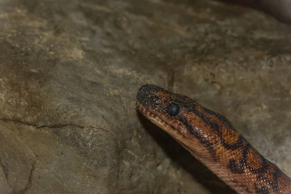 Serpiente Reptil Mundo Animal — Foto de Stock