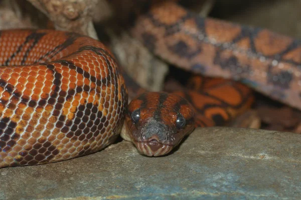 水族馆里的蛇 — 图库照片