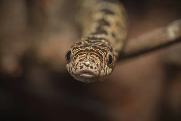 Ovos Cobra Rastejando Através Arbusto — Fotografia de Stock