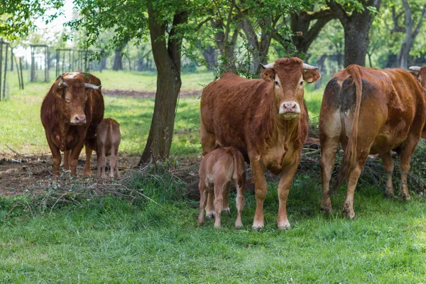 Koeien Weide — Stockfoto