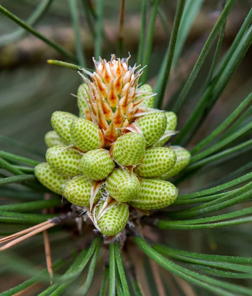 Tree Pine Cones Coniferous — Stock Photo, Image