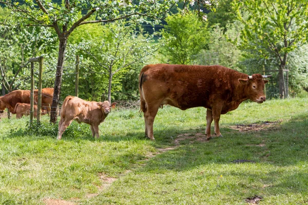 田里的奶牛 — 图库照片