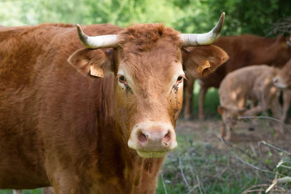 Kuh Auf Dem Feld — Stockfoto