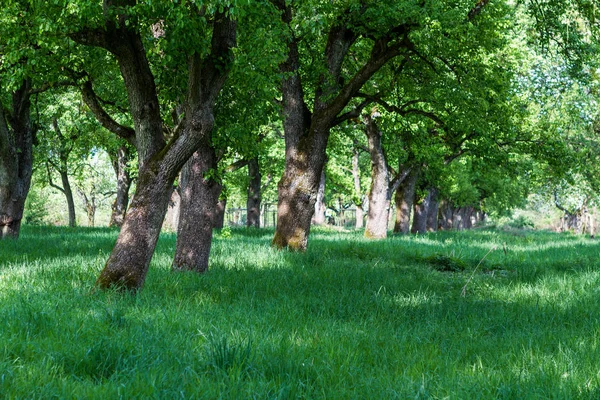 Hausrinder Auf Einer Weide — Stockfoto