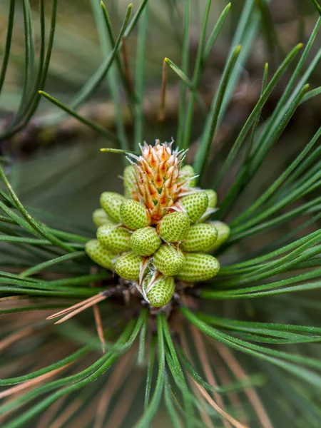 Tree Pine Cones Coniferous — Stock Photo, Image