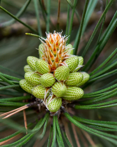 Cones Pinho Árvore Coníferas — Fotografia de Stock