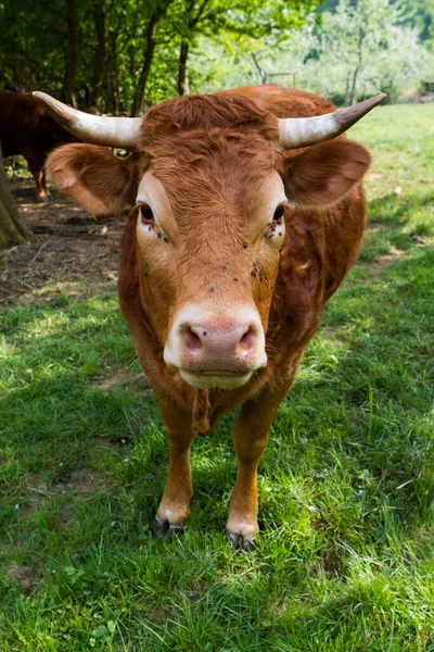 Vaca Campo —  Fotos de Stock