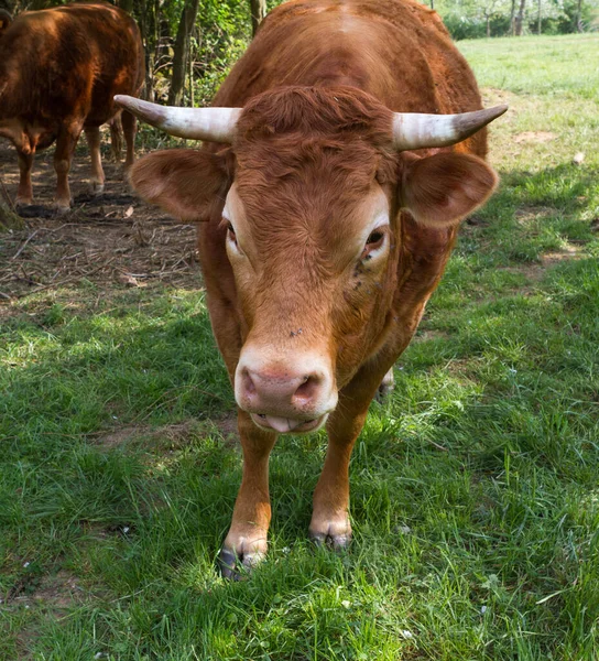 Domestic Livestock Farm Pasture — Stock Photo, Image